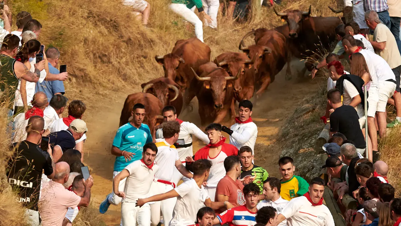 Primer encierro del Pilón de Falces con vacas de la ganadería Vicente Domínguez de Falces. IRANZU LARRASOAÑA