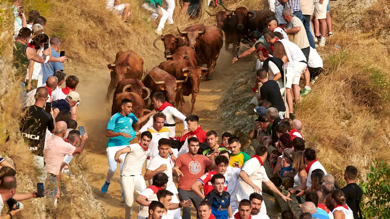 Primer encierro del Pilón de Falces con vacas de la ganadería Vicente Domínguez de Falces. IRANZU LARRASOAÑA