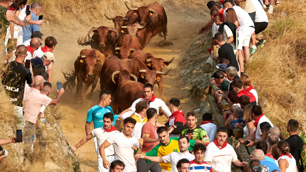 Primer encierro del Pilón de Falces con vacas de la ganadería Vicente Domínguez de Falces. IRANZU LARRASOAÑA