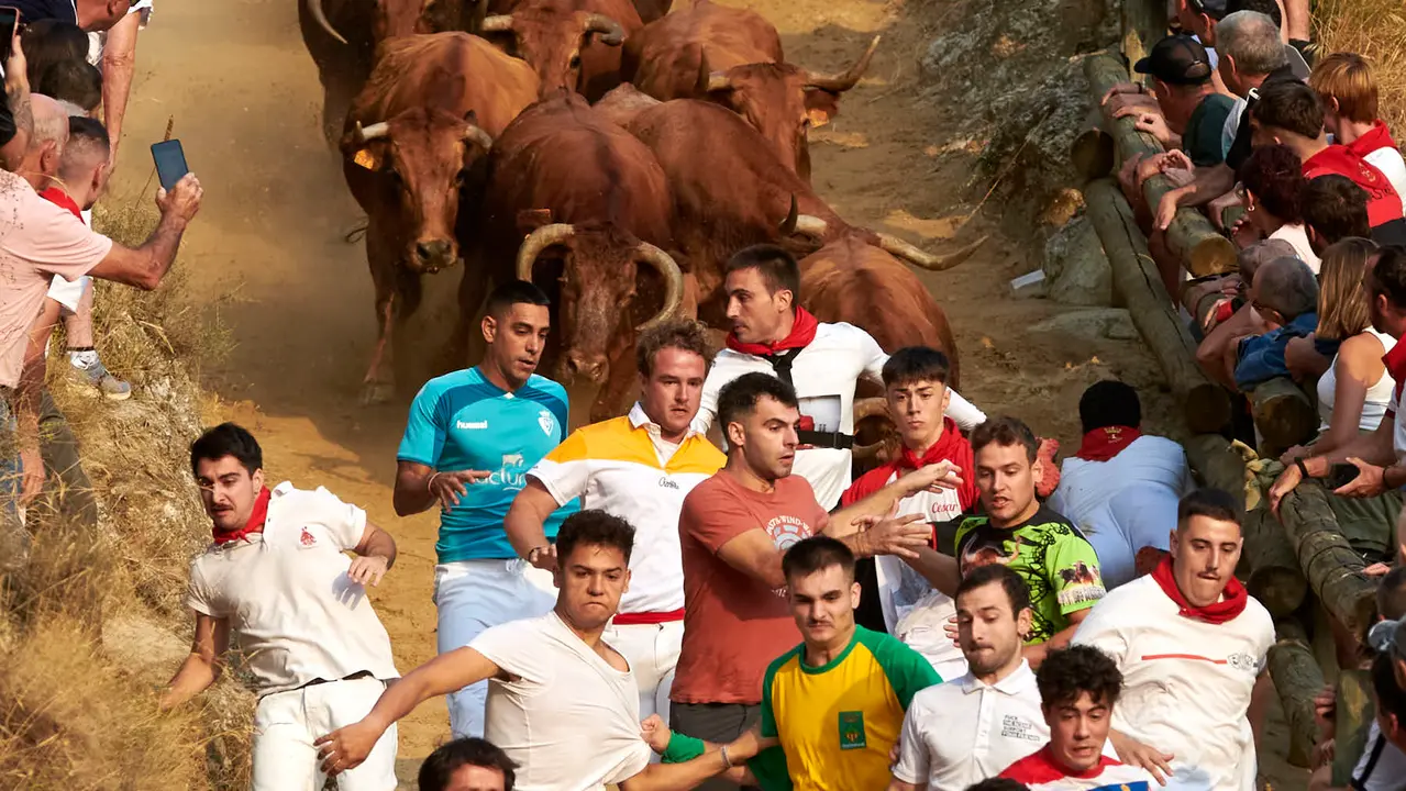 Primer encierro del Pilón de Falces con vacas de la ganadería Vicente Domínguez de Falces. IRANZU LARRASOAÑA