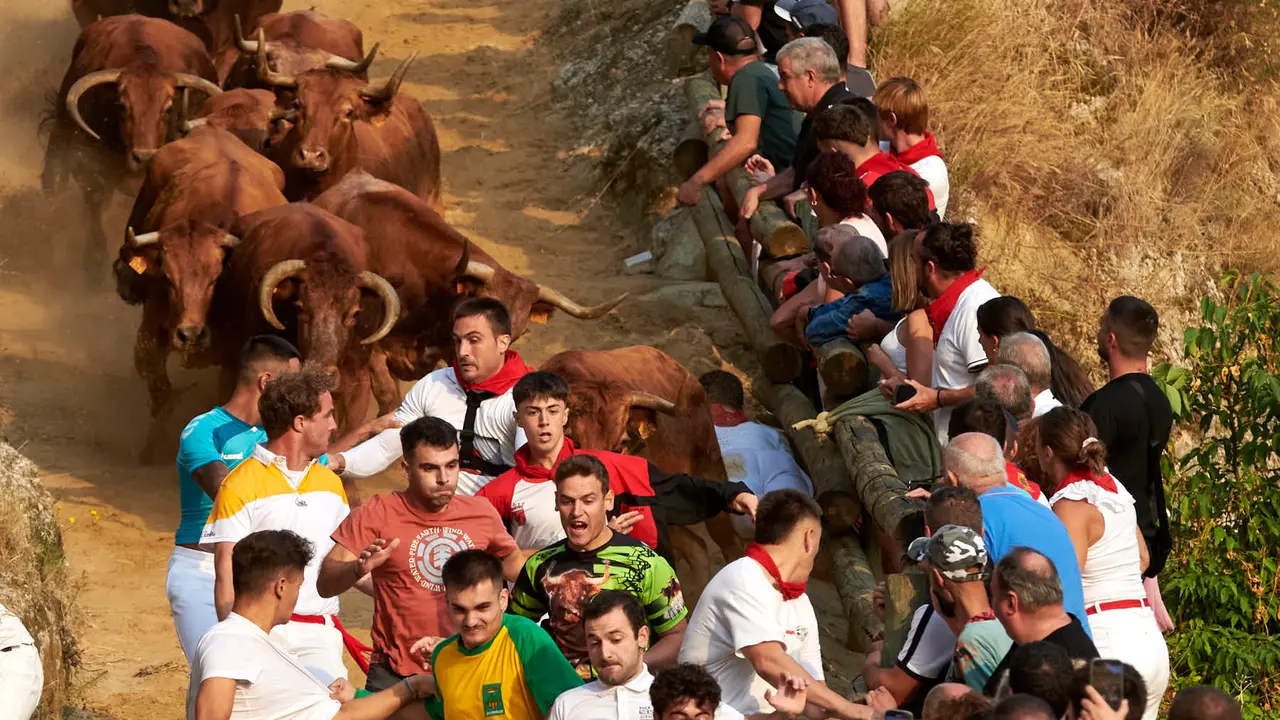 Primer encierro del Pilón de Falces con vacas de la ganadería Vicente Domínguez de Falces. IRANZU LARRASOAÑA