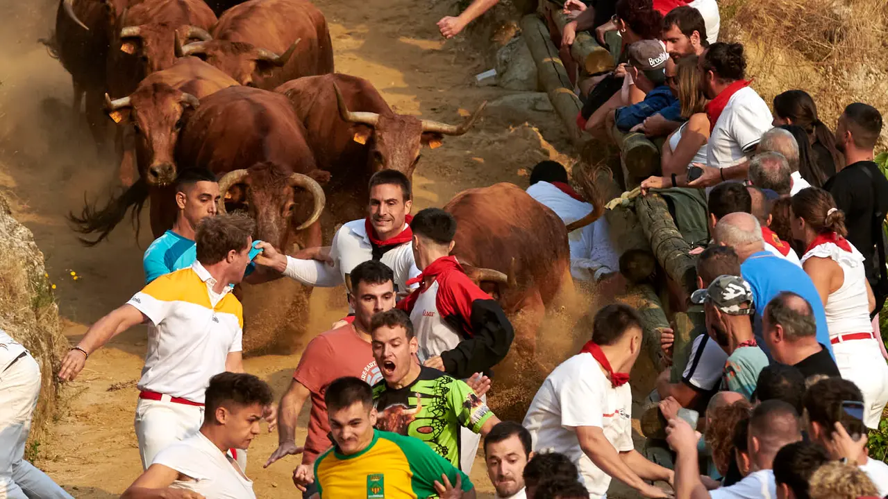 Primer encierro del Pilón de Falces con vacas de la ganadería Vicente Domínguez de Falces. IRANZU LARRASOAÑA