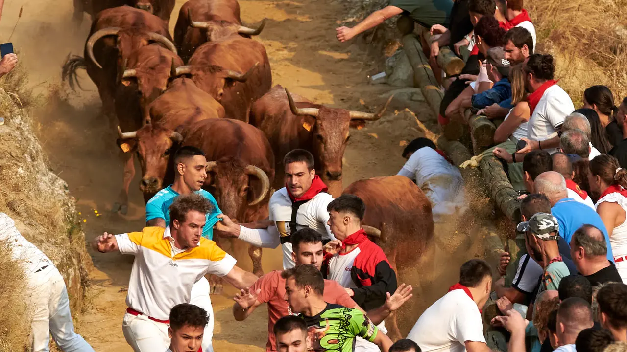 Primer encierro del Pilón de Falces con vacas de la ganadería Vicente Domínguez de Falces. IRANZU LARRASOAÑA