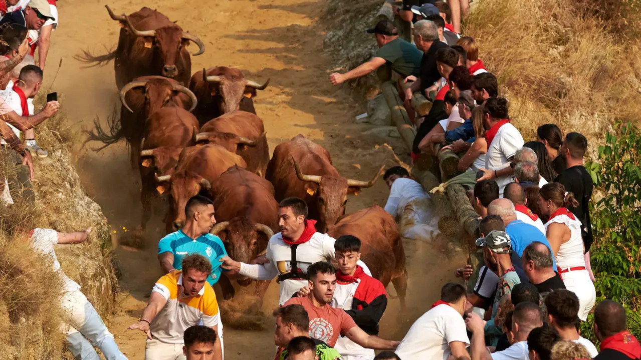 Primer encierro del Pilón de Falces con vacas de la ganadería Vicente Domínguez de Falces. IRANZU LARRASOAÑA