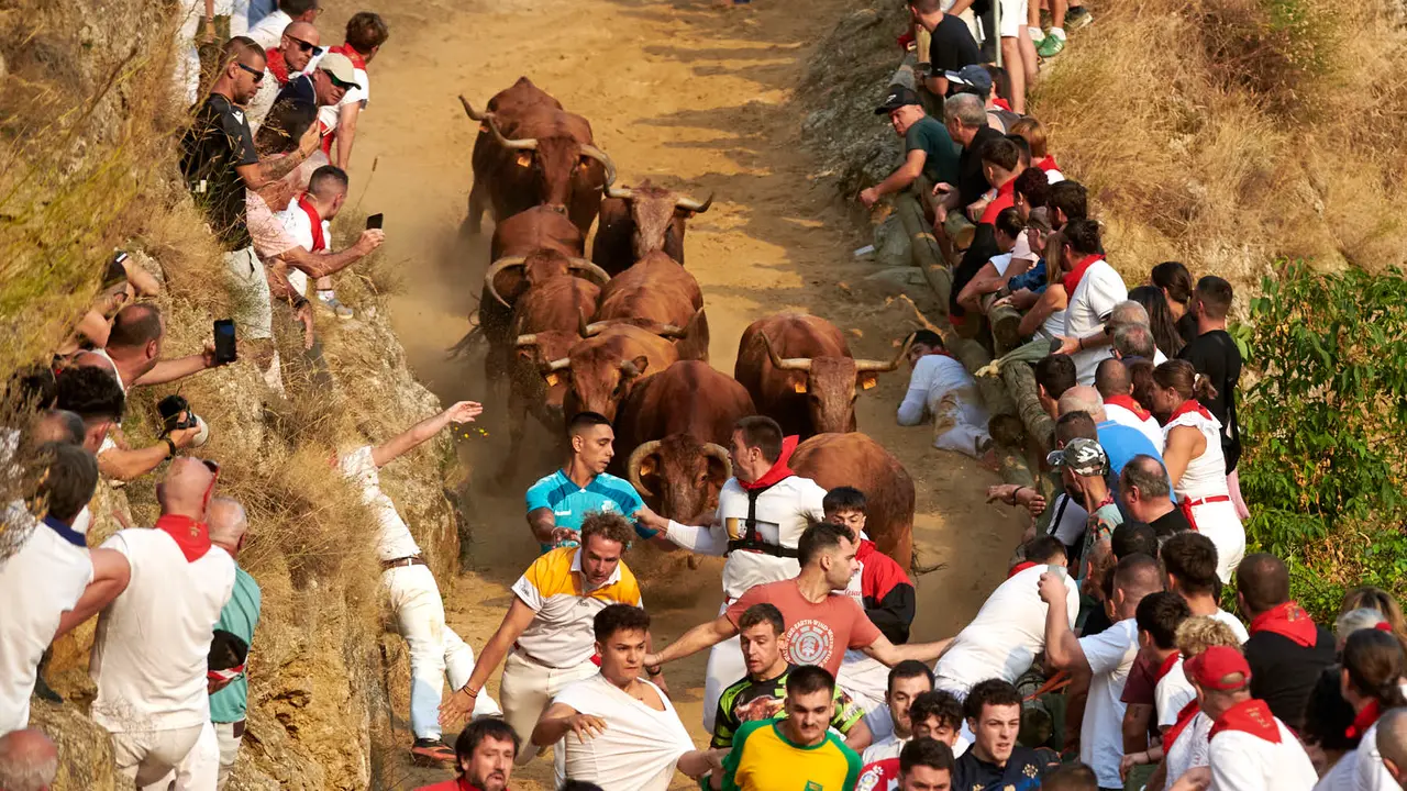 Primer encierro del Pilón de Falces con vacas de la ganadería Vicente Domínguez de Falces. IRANZU LARRASOAÑA