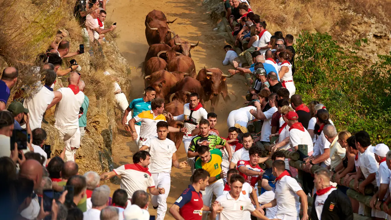 Primer encierro del Pilón de Falces con vacas de la ganadería Vicente Domínguez de Falces. IRANZU LARRASOAÑA