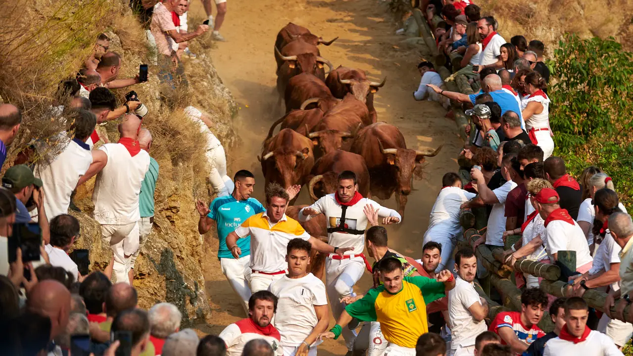 Primer encierro del Pilón de Falces con vacas de la ganadería Vicente Domínguez de Falces. IRANZU LARRASOAÑA