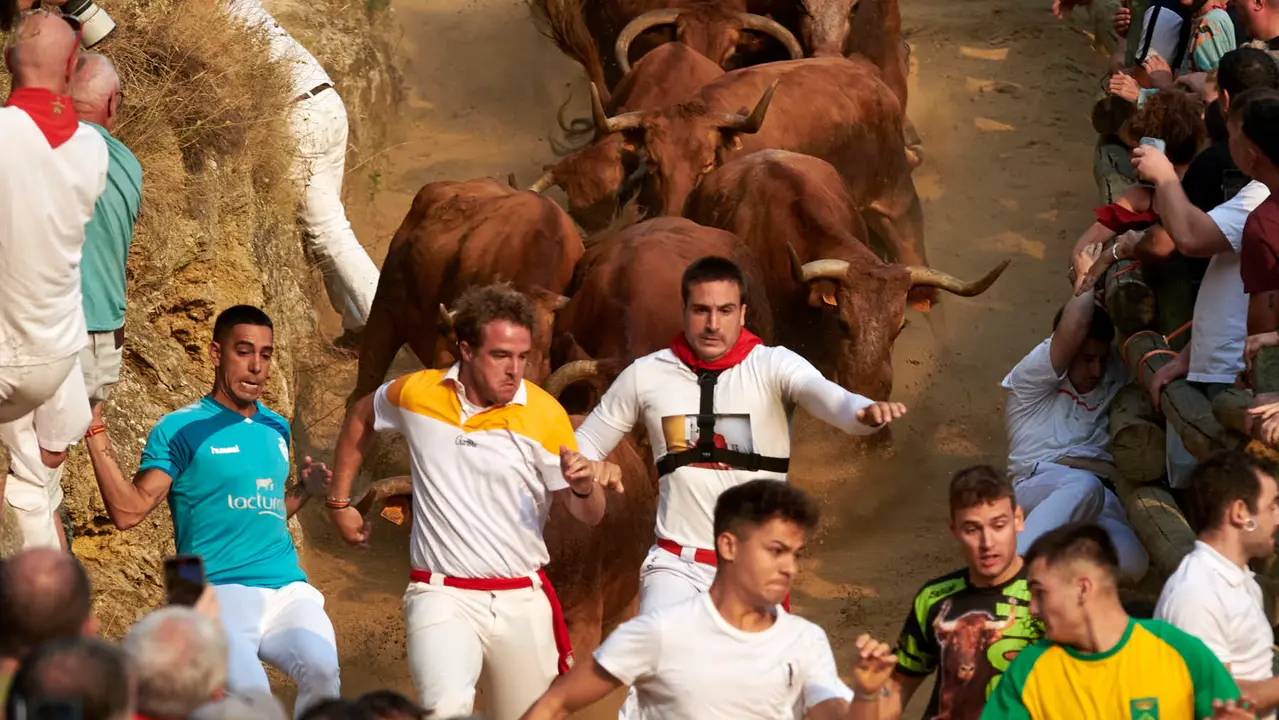 Primer encierro del Pilón de Falces con vacas de la ganadería Vicente Domínguez de Falces. IRANZU LARRASOAÑA