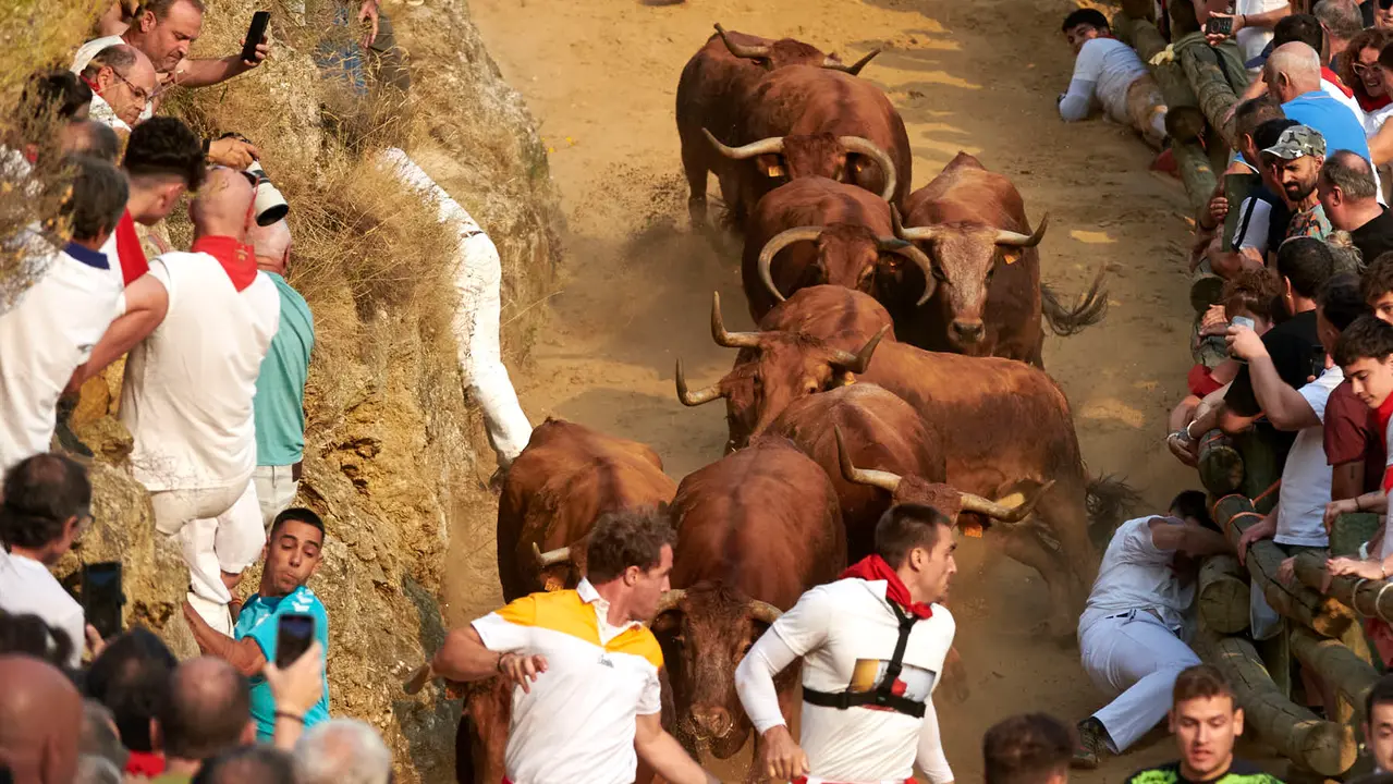 Primer encierro del Pilón de Falces con vacas de la ganadería Vicente Domínguez de Falces. IRANZU LARRASOAÑA