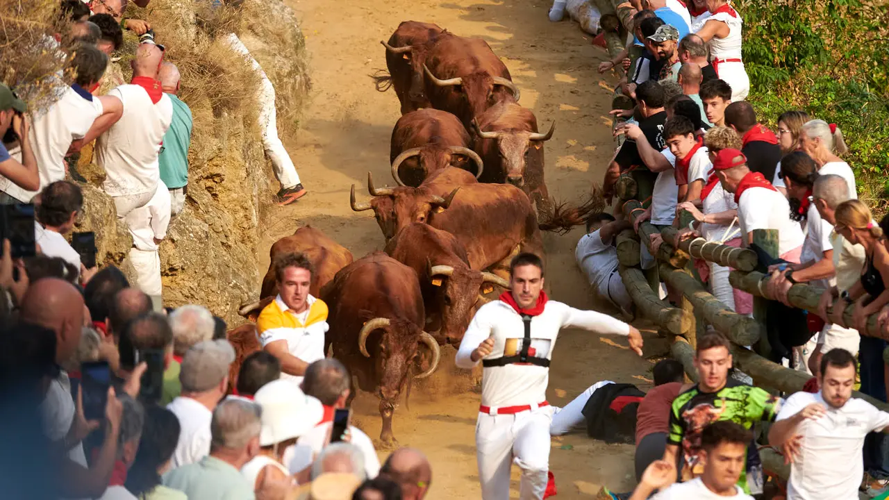 Primer encierro del Pilón de Falces con vacas de la ganadería Vicente Domínguez de Falces. IRANZU LARRASOAÑA