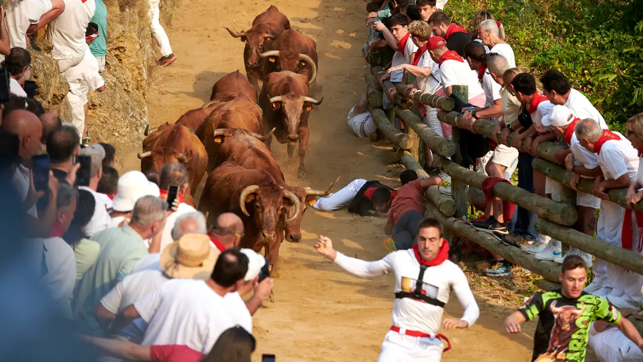 Primer encierro del Pilón de Falces con vacas de la ganadería Vicente Domínguez de Falces. IRANZU LARRASOAÑA
