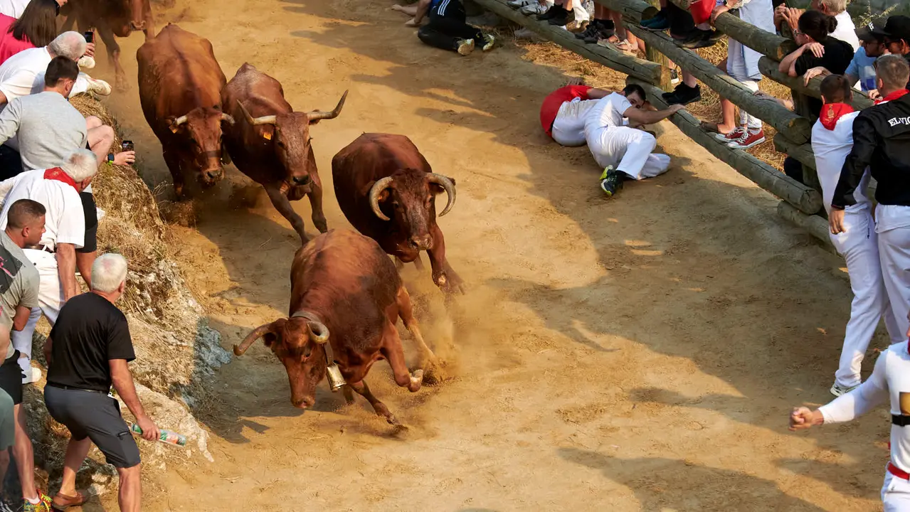 Primer encierro del Pilón de Falces con vacas de la ganadería Vicente Domínguez de Falces. IRANZU LARRASOAÑA