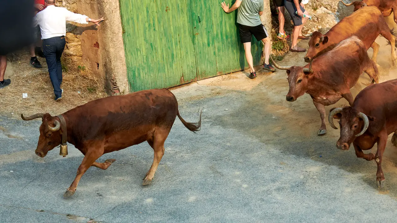 Primer encierro del Pilón de Falces con vacas de la ganadería Vicente Domínguez de Falces. IRANZU LARRASOAÑA