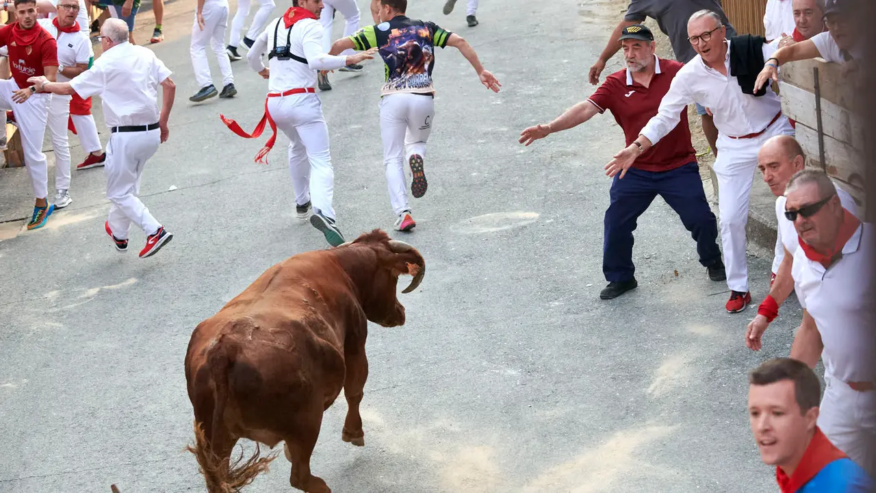 Primer encierro del Pilón de Falces con vacas de la ganadería Vicente Domínguez de Falces. IRANZU LARRASOAÑA
