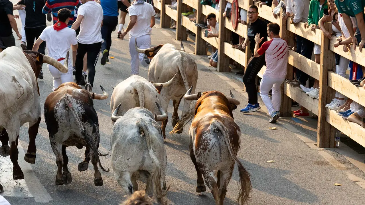 Tercer encierro de Tafalla 2025 con toros de la ganadería Sobral. Maite H. Mateo..-09