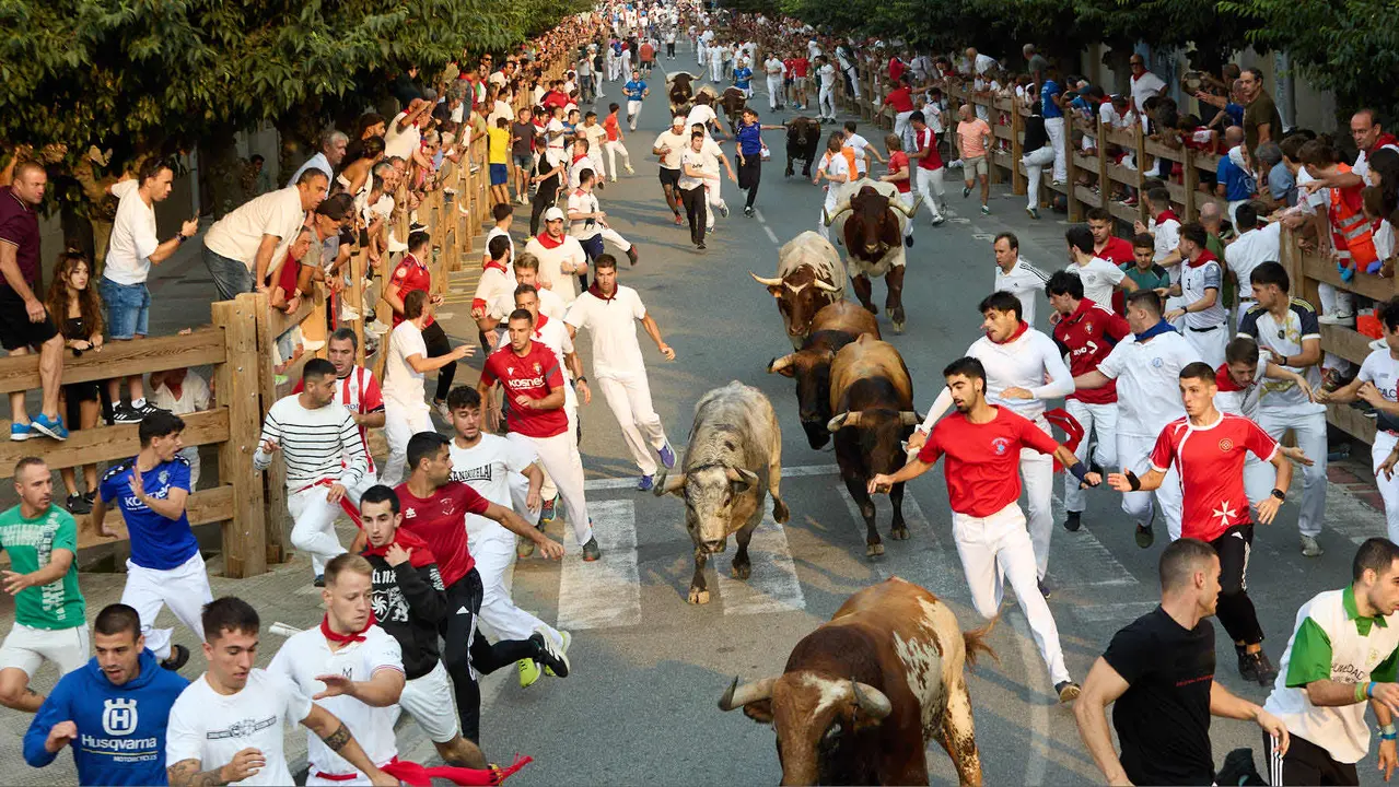 Tercer encierro de las fiestas de Tafalla 2025 con toros de la ganadería de Sobral. IÑIGO ALZUGARAY