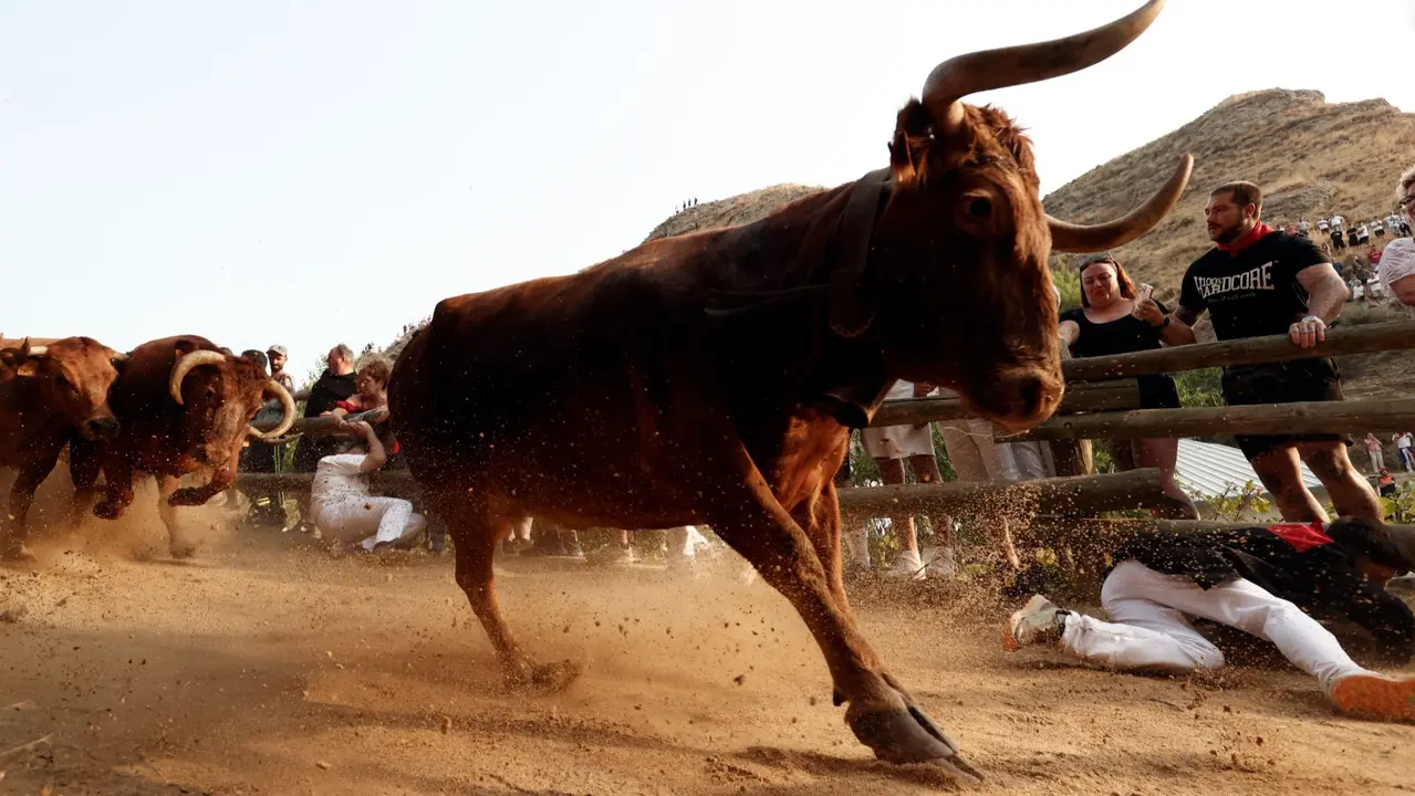 El primer encierro del Pilón de Falces de 2025 celebrado este domingo, ha sido emocionante y limpio. Las vacas de Vicente Domínguez han tardado un minuto en bajar desde el corral hasta el pueblo sin herir a ningún corredor, pero dejando momentos emocionantes para quien se ha acercado a esta primera carrera. El encierro, reconocido como Fiesta de Interés Turístico de Navarra, es una carrera de 800 metros que tiene como singularidad que discurre cuesta abajo con la montaña por un lado y el barranco por otro. EFE/ Jesús Diges
