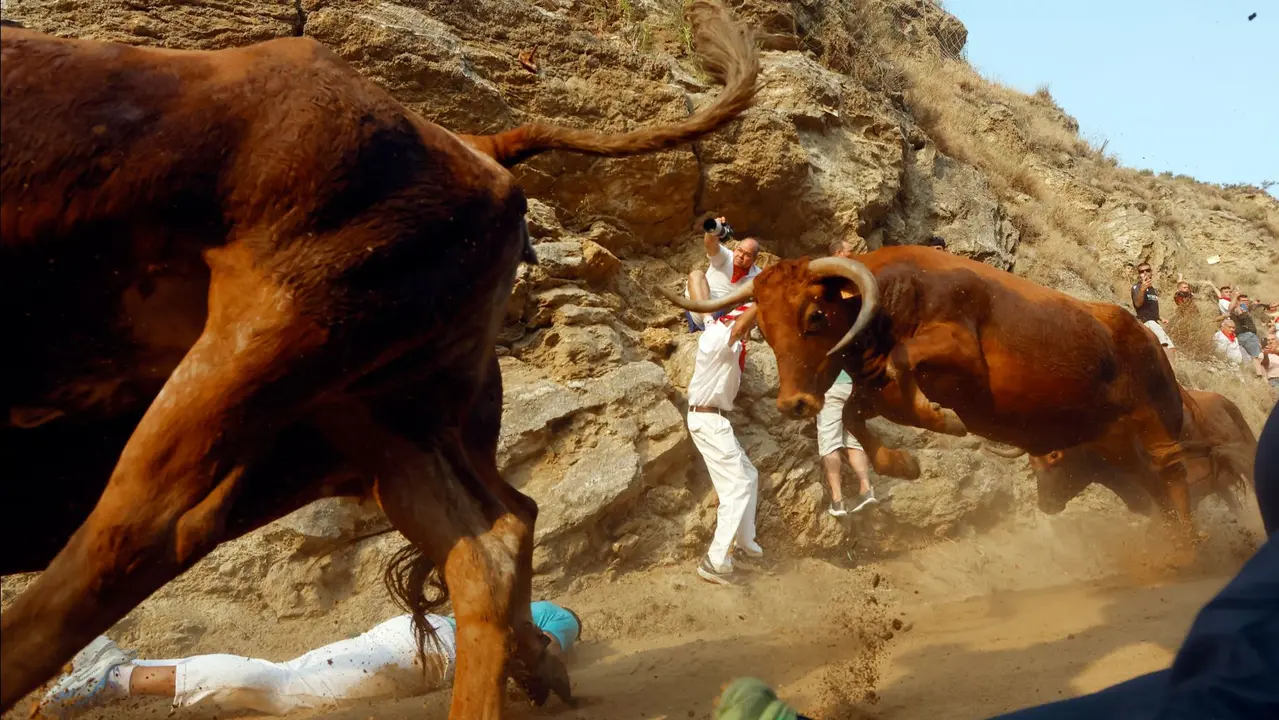 El primer encierro del Pilón de Falces de 2025 celebrado este domingo, ha sido emocionante y limpio. Las vacas de Vicente Domínguez han tardado un minuto en bajar desde el corral hasta el pueblo sin herir a ningún corredor, pero dejando momentos emocionantes para quien se ha acercado a esta primera carrera. El encierro, reconocido como Fiesta de Interés Turístico de Navarra, es una carrera de 800 metros que tiene como singularidad que discurre cuesta abajo con la montaña por un lado y el barranco por otro. EFE/ Jesús Diges