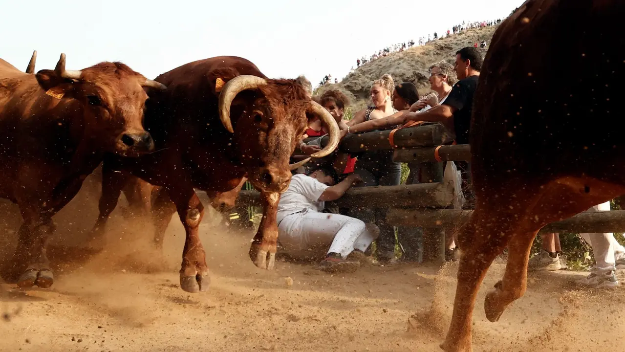 El primer encierro del Pilón de Falces de 2025 celebrado este domingo, ha sido emocionante y limpio. Las vacas de Vicente Domínguez han tardado un minuto en bajar desde el corral hasta el pueblo sin herir a ningún corredor, pero dejando momentos emocionantes para quien se ha acercado a esta primera carrera. El encierro, reconocido como Fiesta de Interés Turístico de Navarra, es una carrera de 800 metros que tiene como singularidad que discurre cuesta abajo con la montaña por un lado y el barranco por otro. EFE/ Jesús Diges