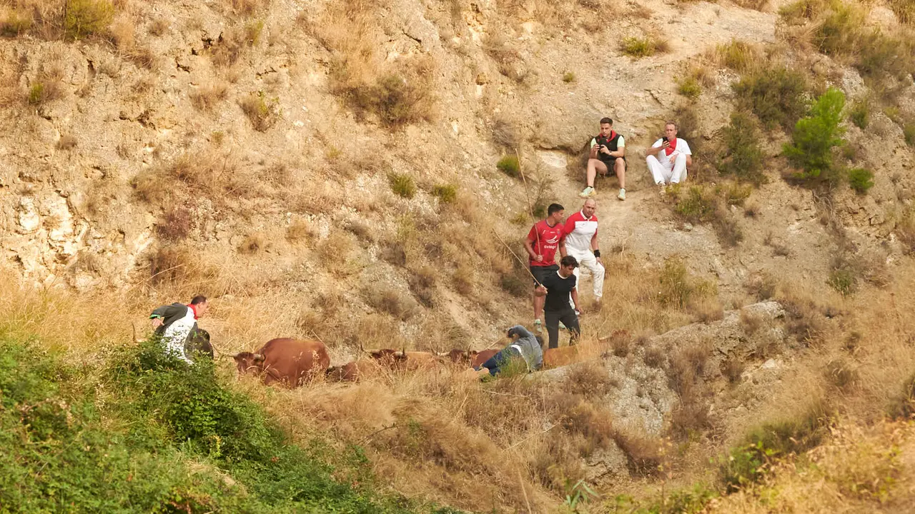 Segundo encierro del Pilón de Falces de 2025 con vacas de la ganadería de José Mª Goñi. IRANZU LARRASOAÑA