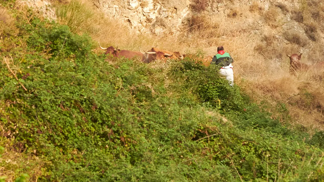 Segundo encierro del Pilón de Falces de 2025 con vacas de la ganadería de José Mª Goñi. IRANZU LARRASOAÑA