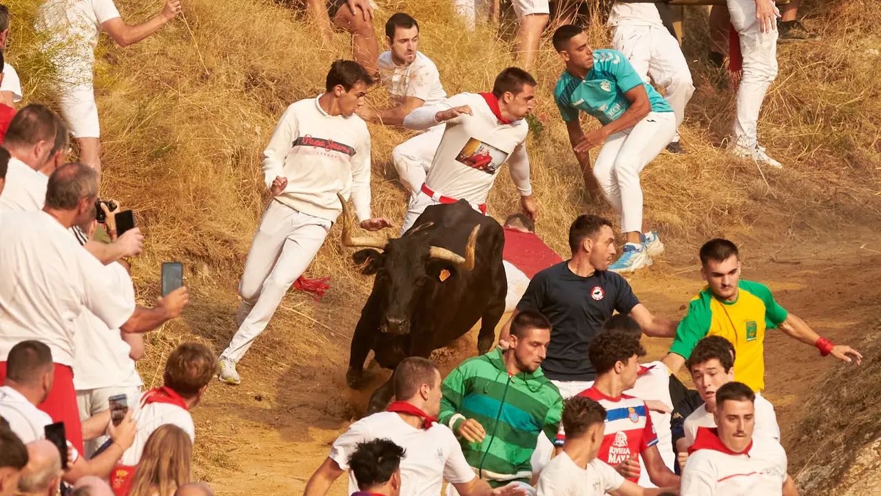 Segundo encierro del Pilón de Falces de 2025 con vacas de la ganadería de José Mª Goñi. IRANZU LARRASOAÑA