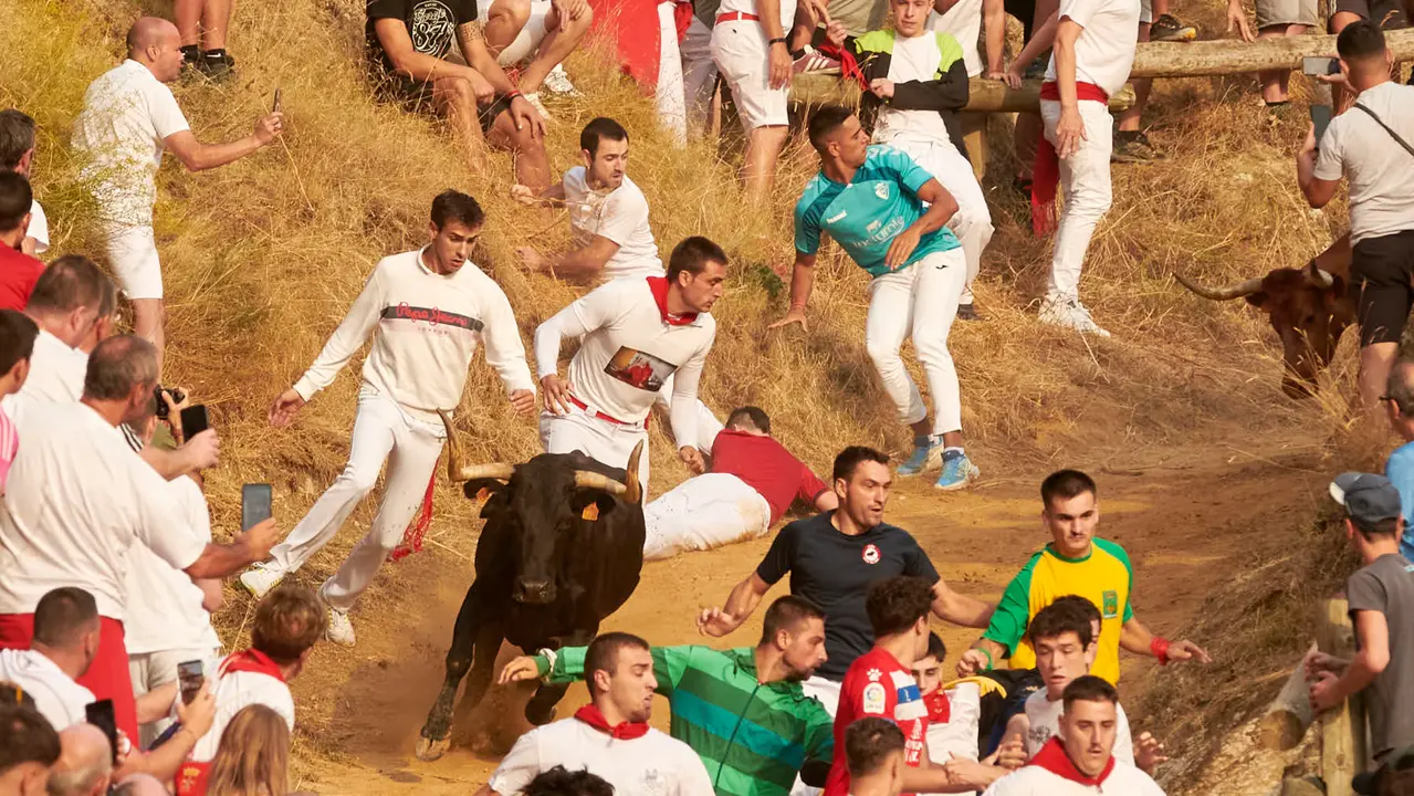 Segundo encierro del Pilón de Falces de 2025 con vacas de la ganadería de José Mª Goñi. IRANZU LARRASOAÑA