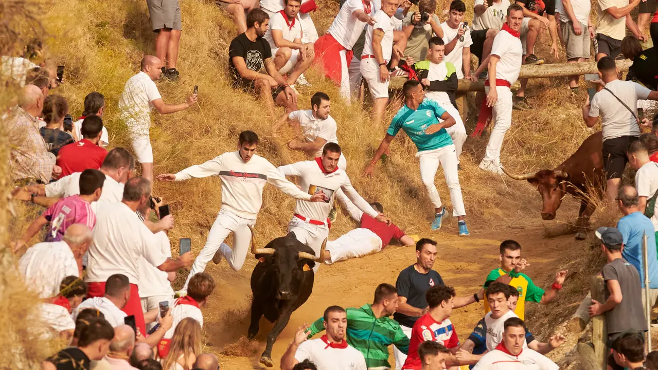 Segundo encierro del Pilón de Falces de 2025 con vacas de la ganadería de José Mª Goñi. IRANZU LARRASOAÑA