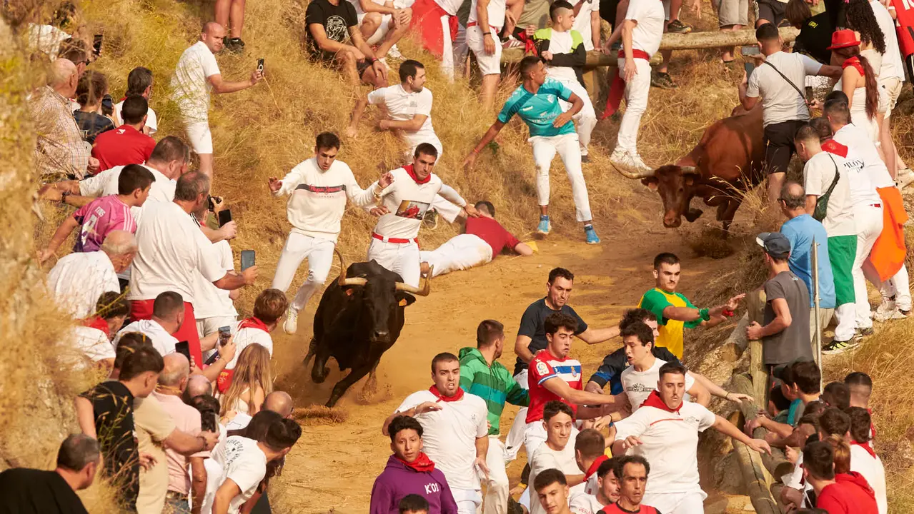 Segundo encierro del Pilón de Falces de 2025 con vacas de la ganadería de José Mª Goñi. IRANZU LARRASOAÑA