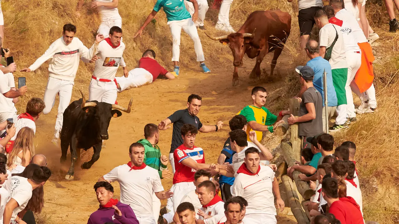 Segundo encierro del Pilón de Falces de 2025 con vacas de la ganadería de José Mª Goñi. IRANZU LARRASOAÑA