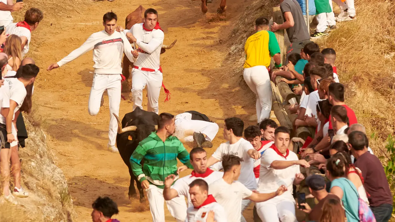 Segundo encierro del Pilón de Falces de 2025 con vacas de la ganadería de José Mª Goñi. IRANZU LARRASOAÑA