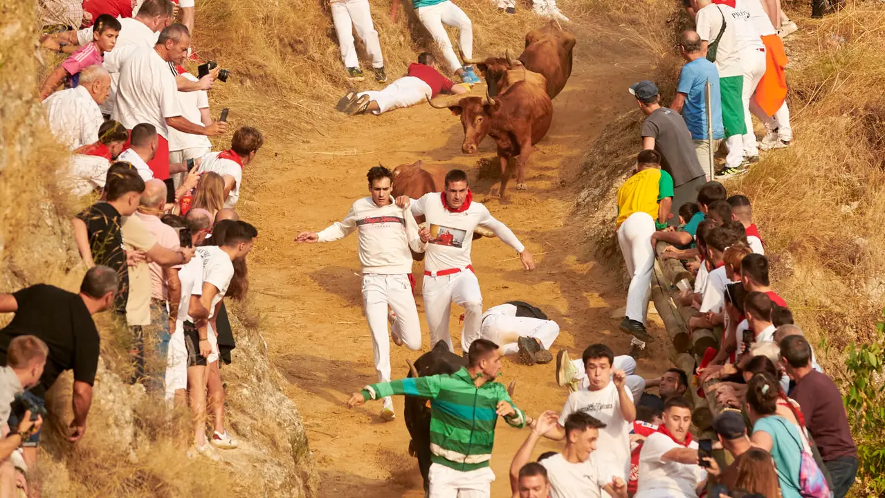 Segundo encierro del Pilón de Falces de 2025 con vacas de la ganadería de José Mª Goñi. IRANZU LARRASOAÑA