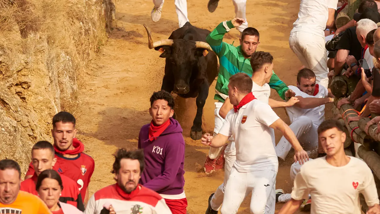 Segundo encierro del Pilón de Falces de 2025 con vacas de la ganadería de José Mª Goñi. IRANZU LARRASOAÑA