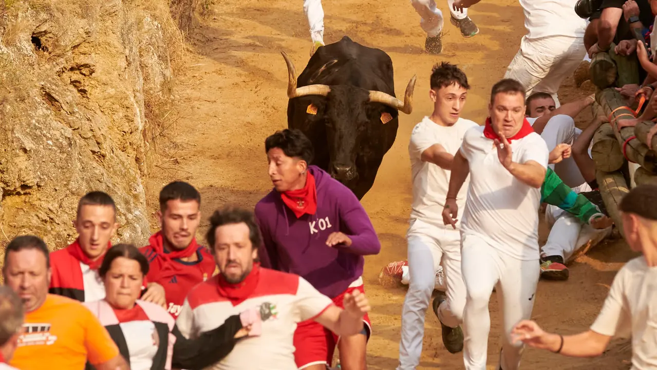 Segundo encierro del Pilón de Falces de 2025 con vacas de la ganadería de José Mª Goñi. IRANZU LARRASOAÑA