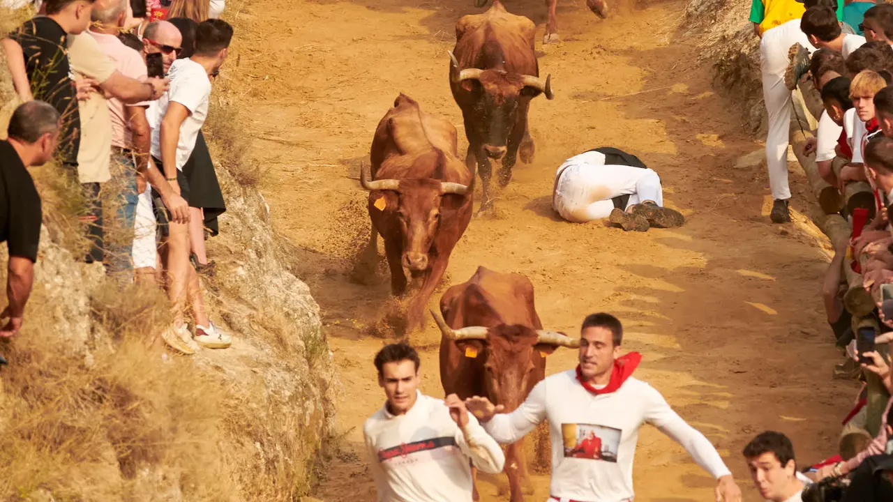 Segundo encierro del Pilón de Falces de 2025 con vacas de la ganadería de José Mª Goñi. IRANZU LARRASOAÑA