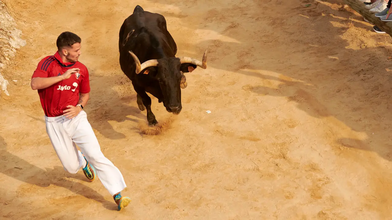 Segundo encierro del Pilón de Falces de 2025 con vacas de la ganadería de José Mª Goñi. IRANZU LARRASOAÑA