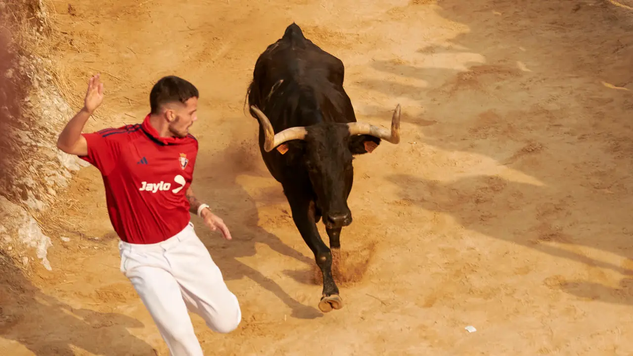 Segundo encierro del Pilón de Falces de 2025 con vacas de la ganadería de José Mª Goñi. IRANZU LARRASOAÑA