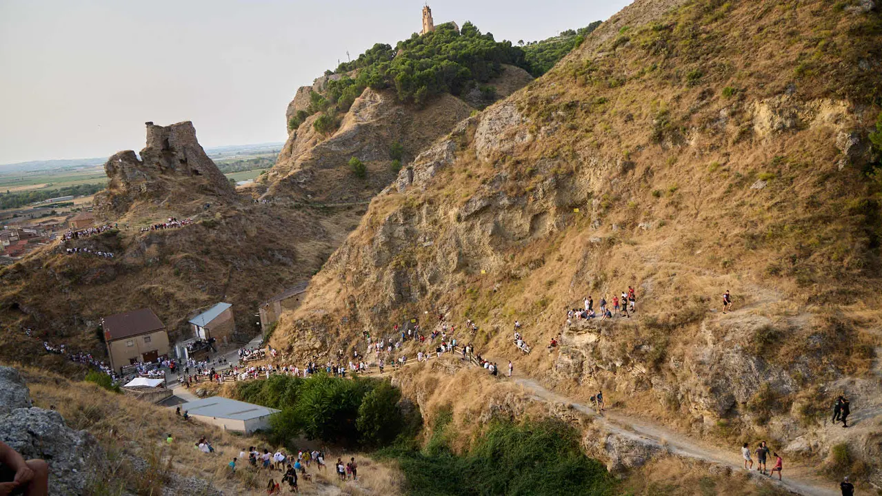 Segundo encierro del Pilón en las fiestas de Falces de 2025 con vacas de la ganadería de José Mº Goñi de Falces. IÑIGO ALZUGARAY