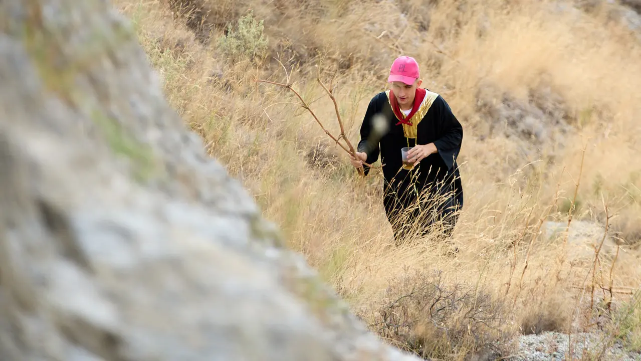 Segundo encierro del Pilón en las fiestas de Falces de 2025 con vacas de la ganadería de José Mº Goñi de Falces. IÑIGO ALZUGARAY