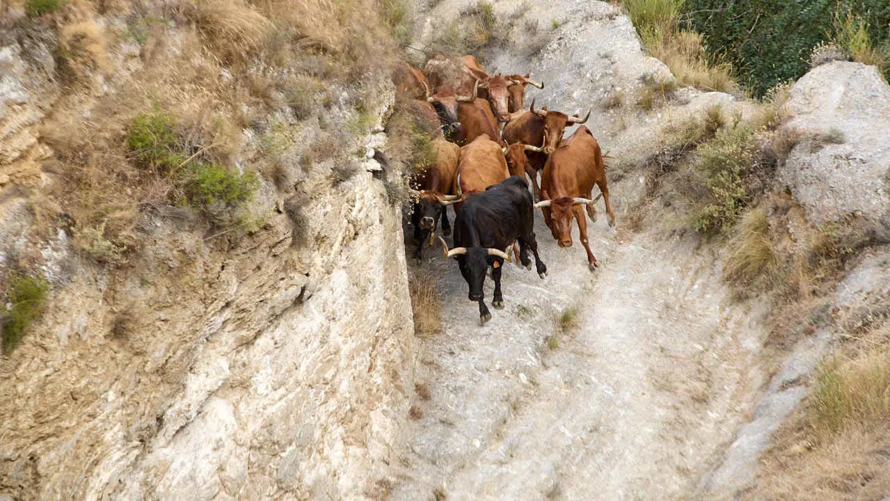 Segundo encierro del Pilón en las fiestas de Falces de 2025 con vacas de la ganadería de José Mº Goñi de Falces. IÑIGO ALZUGARAY