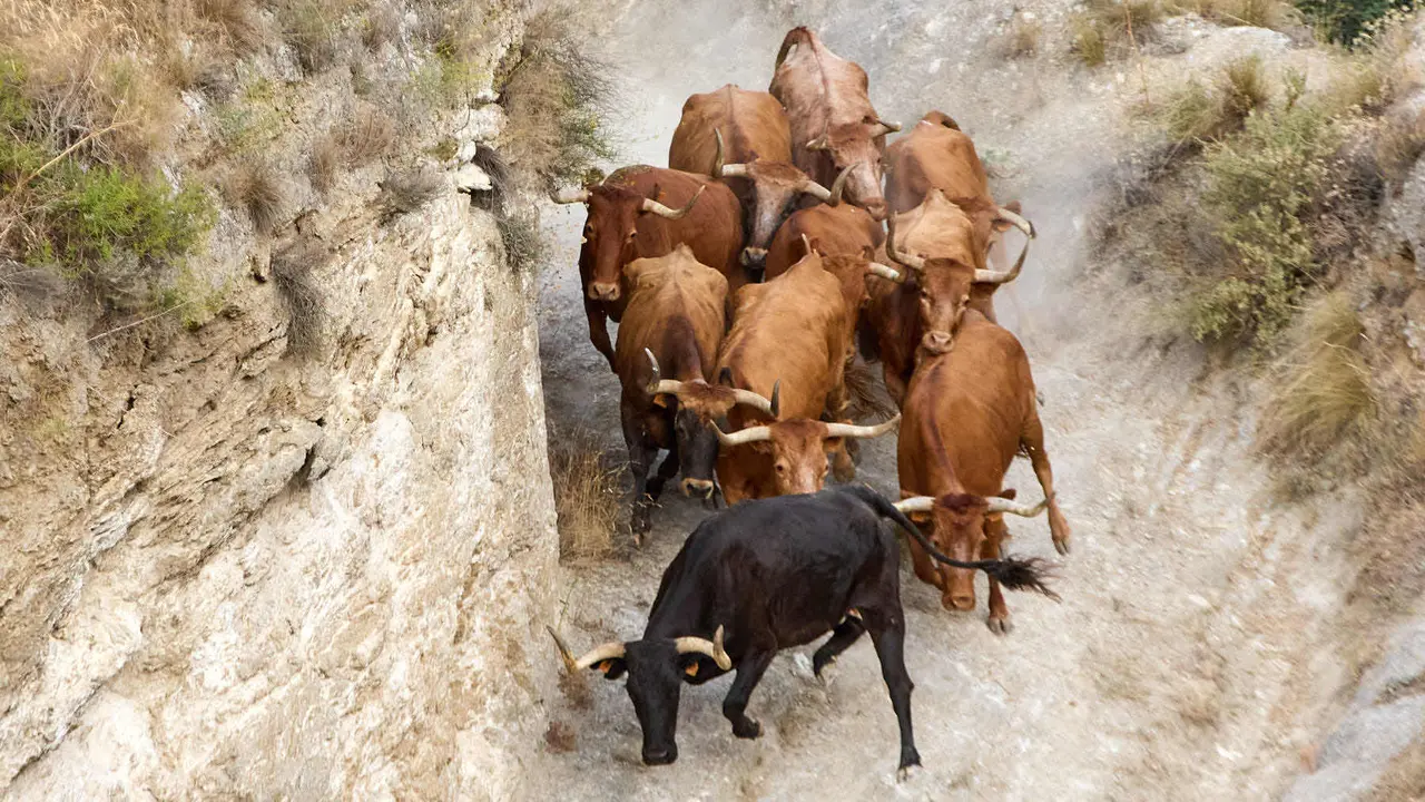 Segundo encierro del Pilón en las fiestas de Falces de 2025 con vacas de la ganadería de José Mº Goñi de Falces. IÑIGO ALZUGARAY