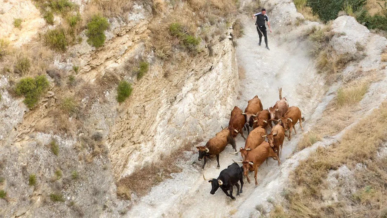 Segundo encierro del Pilón en las fiestas de Falces de 2025 con vacas de la ganadería de José Mº Goñi de Falces. IÑIGO ALZUGARAY