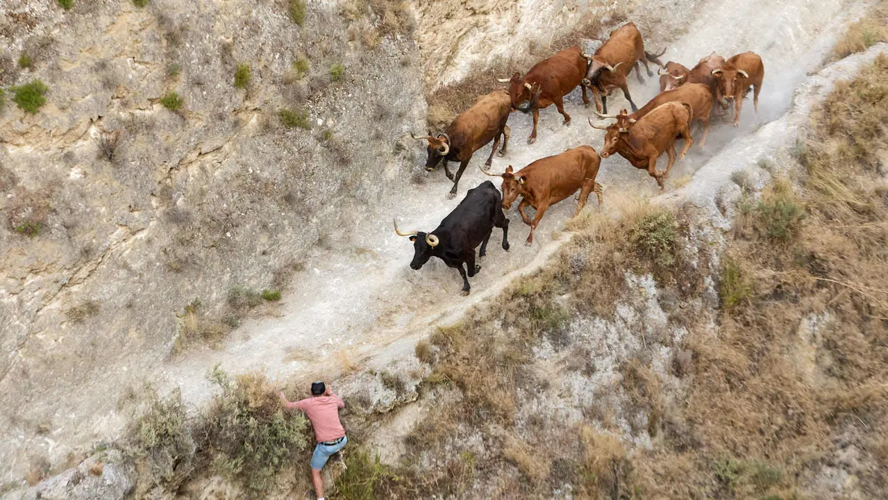 Segundo encierro del Pilón en las fiestas de Falces de 2025 con vacas de la ganadería de José Mº Goñi de Falces. IÑIGO ALZUGARAY