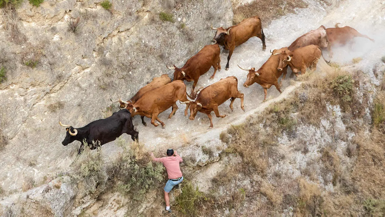 Segundo encierro del Pilón en las fiestas de Falces de 2025 con vacas de la ganadería de José Mº Goñi de Falces. IÑIGO ALZUGARAY