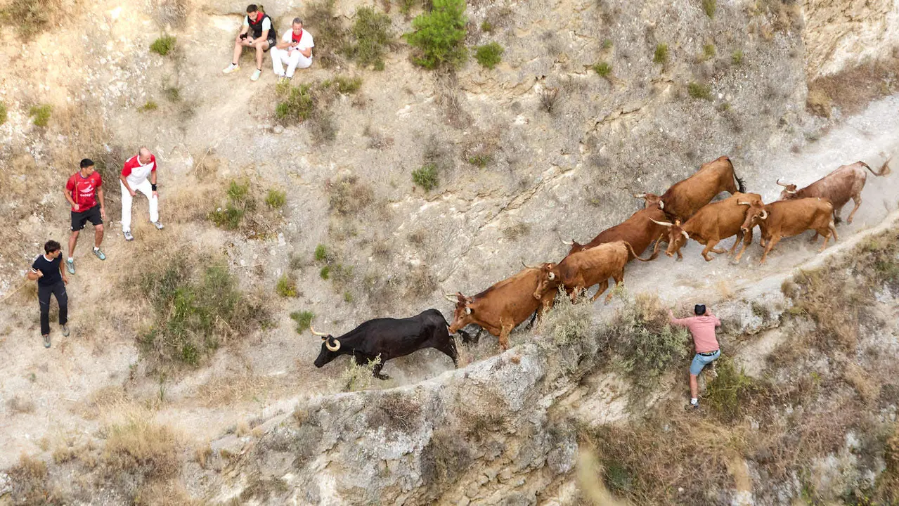 Segundo encierro del Pilón en las fiestas de Falces de 2025 con vacas de la ganadería de José Mº Goñi de Falces. IÑIGO ALZUGARAY