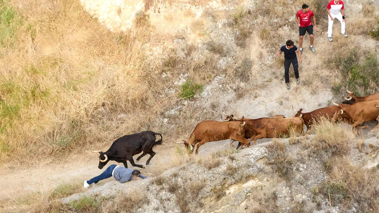 Segundo encierro del Pilón en las fiestas de Falces de 2025 con vacas de la ganadería de José Mº Goñi de Falces. IÑIGO ALZUGARAY