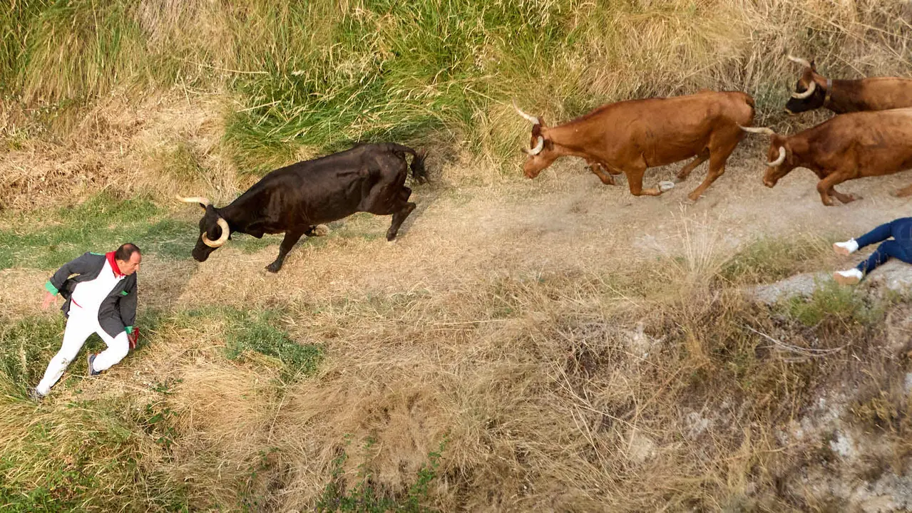 Segundo encierro del Pilón en las fiestas de Falces de 2025 con vacas de la ganadería de José Mº Goñi de Falces. IÑIGO ALZUGARAY