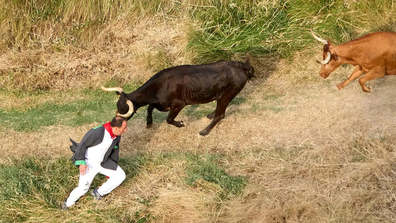 Segundo encierro del Pilón en las fiestas de Falces de 2025 con vacas de la ganadería de José Mº Goñi de Falces. IÑIGO ALZUGARAY