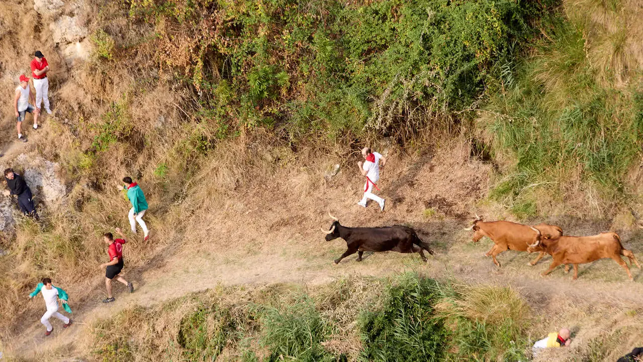 Segundo encierro del Pilón en las fiestas de Falces de 2025 con vacas de la ganadería de José Mº Goñi de Falces. IÑIGO ALZUGARAY
