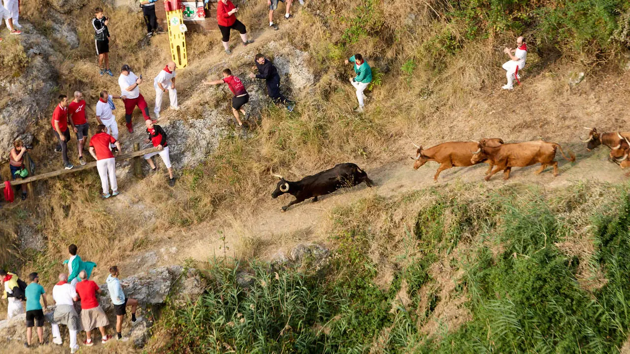 Segundo encierro del Pilón en las fiestas de Falces de 2025 con vacas de la ganadería de José Mº Goñi de Falces. IÑIGO ALZUGARAY